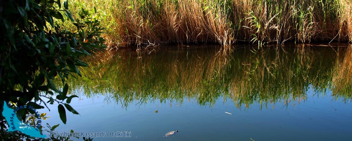 08-polychrono-mavrompara-p6119684-ok-1200-logo