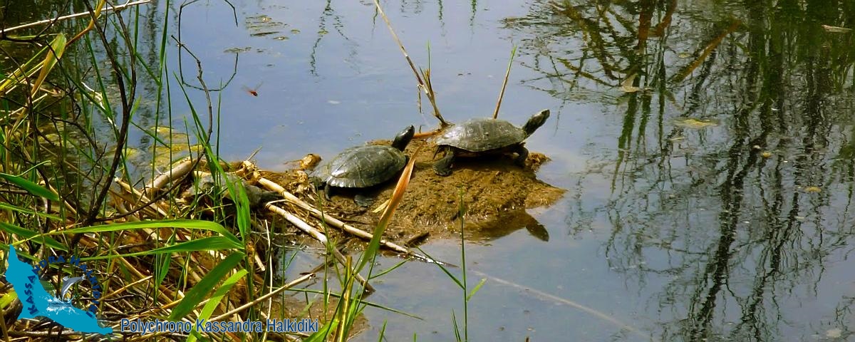 10-polychrono-mavrompara-01-1200-logo