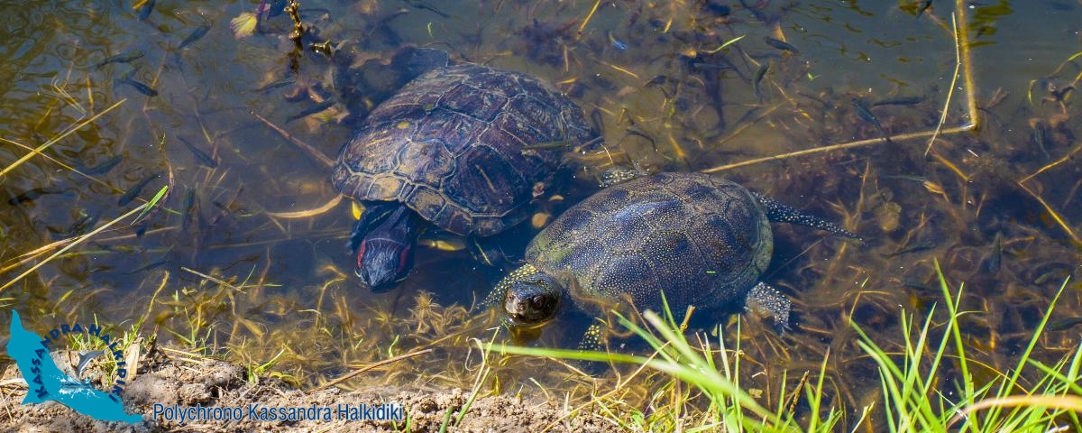 11-polychrono-mavrobara-p1015342-1200-logo